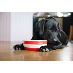 Dog Bowl Cornish Red