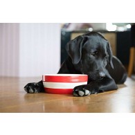 Dog Bowl Cornish Red