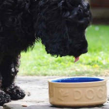 Dog Bowl Cane Blue 18 cm