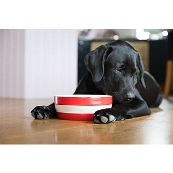 Dog Bowl Cornish Red